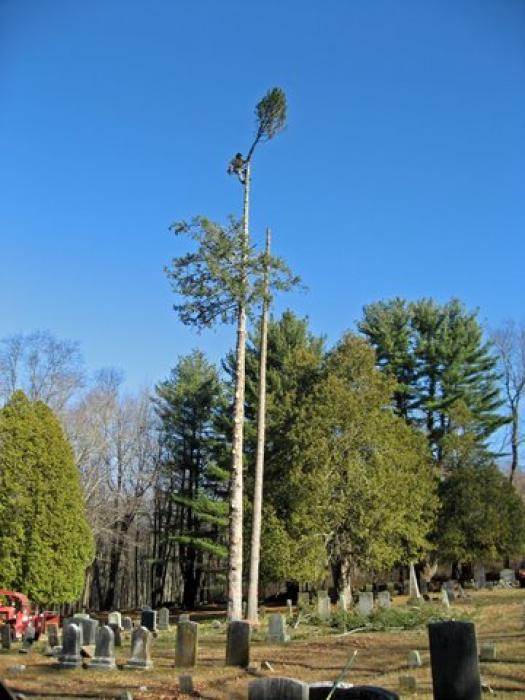 tall tree being cut down in a cemetery