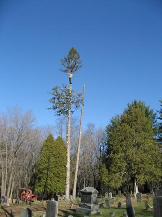 tall tree in a cemetery