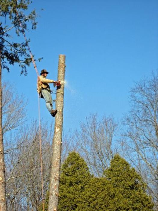 man cutting down a tall tree in a cemetery
