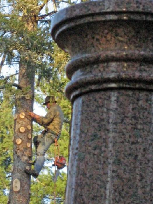 man in a tree