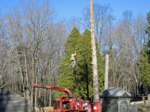 man cutting down a tree in a cemetery