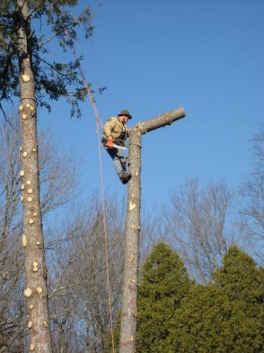 man in a tree
