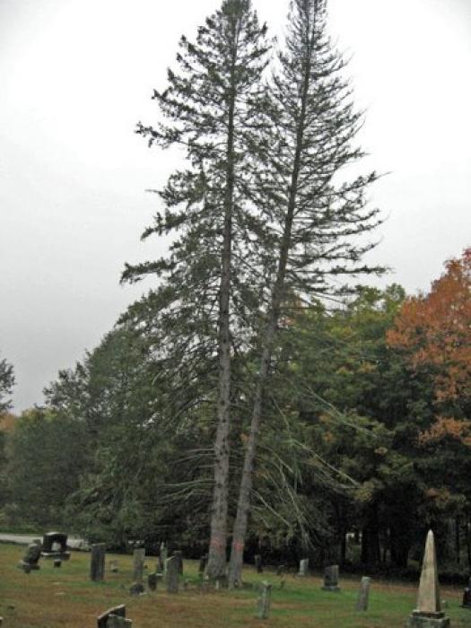 tall tree in a cemetery