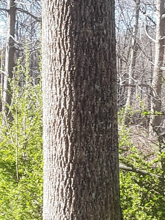 Figure 2 Ash with no obvious sign of EAB