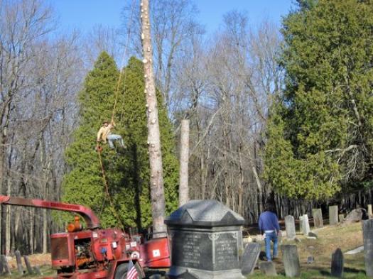 man cutting down a tree