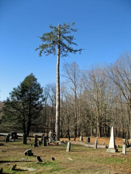 tall tree in a cemetery