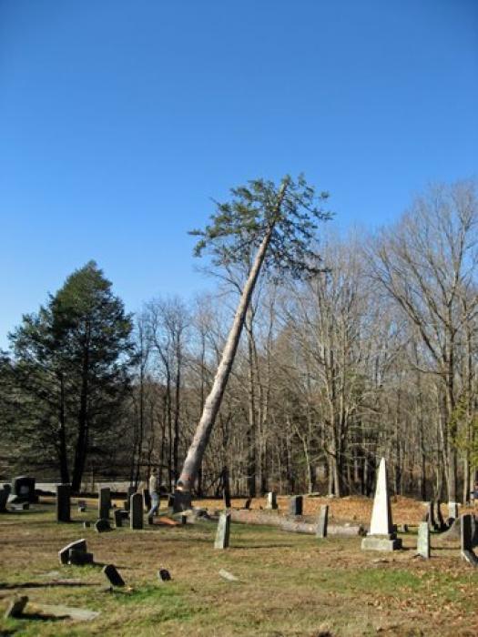 tree falling in a cemetery
