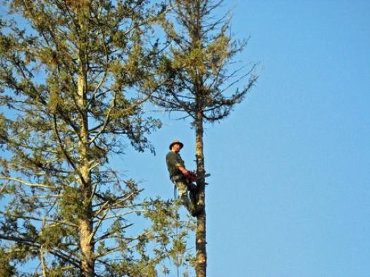 man in a tree