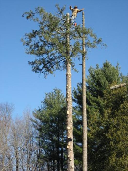 man in a tree