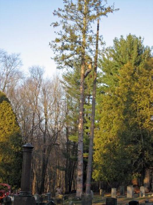 man in a tree