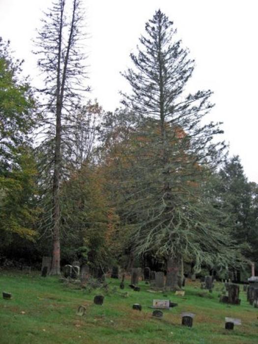 tall trees in a cemetery