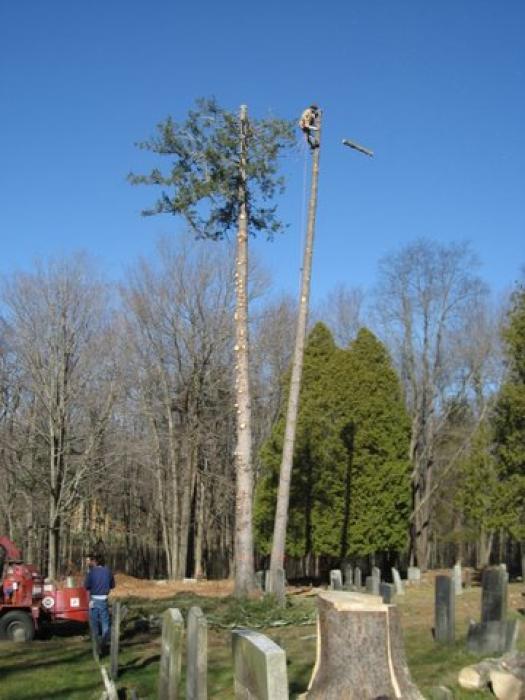 tall tree being cut down