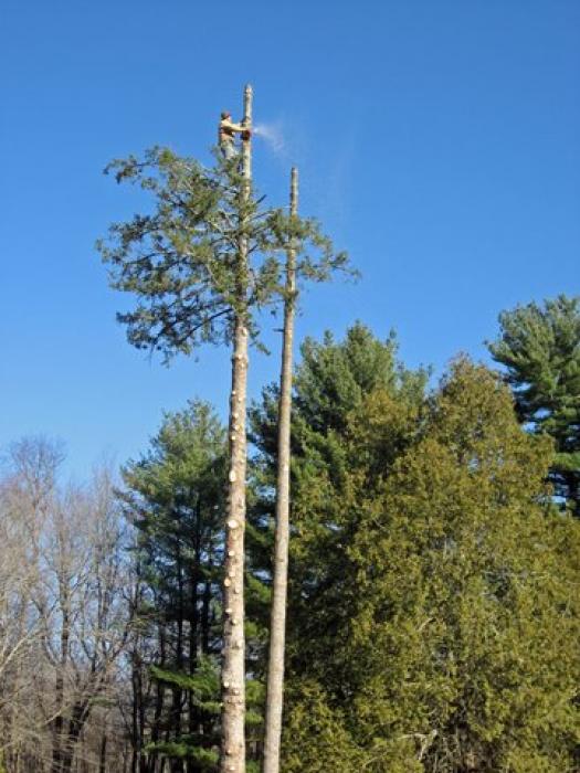 tall tree being cut down